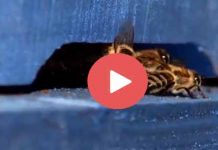 Μέλισσες φρουροί σε άμυνα! (Δείτε το Βίντεο)