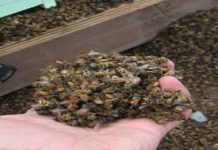 Πλήγμα στη Μελισσοκομία: Κίνδυνος αφανισμού των μελισσών.