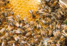 4 απαραίτητοι μελισσοκομικοί χειρισμοί το Καλοκαίρι