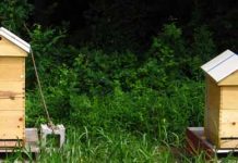 Παραφυάδες που τον Ιούλιο-Αύγουστο παραμένουν μικρές και μη παραγωγικές μπορούν να ξεχειμωνιάσουν;