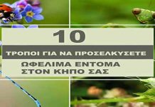10 Τρόποι Για να Προσελκύσετε Ωφέλιμα Έντομα στον Κήπο Σας!