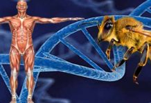 Άνθρωποι και μέλισσες μοιράζονται τα ίδια γονίδια κοινωνικότητας !