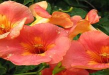 Mπιγκνόνια (Καπένσια)