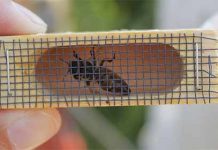 Εισαγωγή νέας βασίλισσας σε ορφανό μελίσσι ή αντικατάσταση της παλιάς