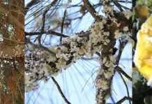 Πευκόμελο και το μελιτογόνο έντομο Marchalina hellenica