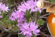 Το μέλι θυμαριού κατά του καρκίνου του μαστού, του προστάτη & του ενδομητρίου