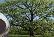 Μέλι βελανιδιάς το ισχυρότερο αντιοξειδωτικό