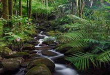 Μελισσοκομία στο δάσος