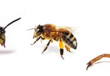 Τσίμπημα από σφήκα, μέλισσα, σκορπιό: Τι πρέπει να κάνετε