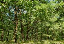 Το Οροπέδιο της Φολόης