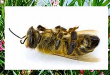 Φυτά που δηλητηριάζουν τις μέλισσες