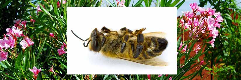 fyta-pou-dhlhthriazoun-tis-melisses