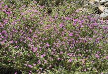 Βιολογικές δράσεις Ελληνικών θυμαρίσιων μελιών (eBook)