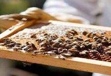 Μελισσοκομικοί Χειρισμοί Σεπτεμβρίου