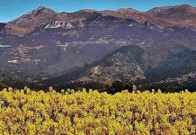 Η Χλωρίδα του Παγγαίου Όρους