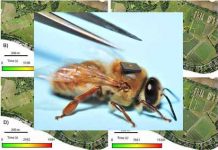 Ερευνητές αναλύουν την ζωή των μελισσών μέσα απο τις πτήσεις τους!
