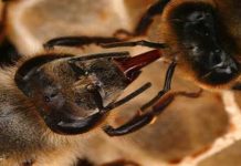 Η συμπεριφορά και η επικοινωνία των μελισσών