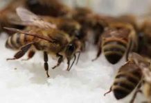 Τροφοδότηση με κρυσταλλική ζάχαρη