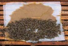 Τροφοδότηση με υποκατάστατο γύρης