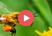 Μέλισσες σε αργή κίνηση! (Δείτε τα βίντεο)