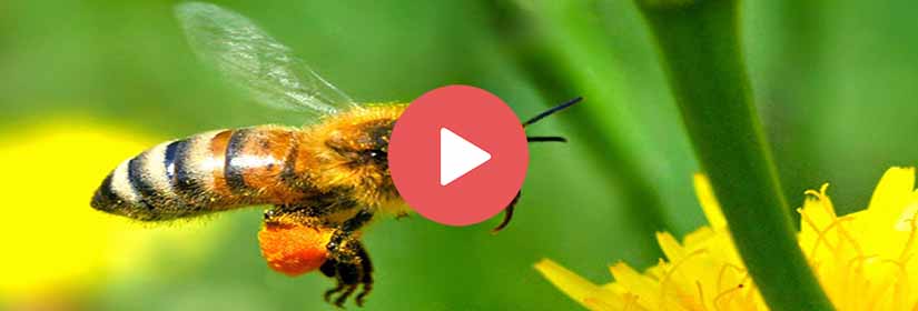 bees-slow-motion-videos
