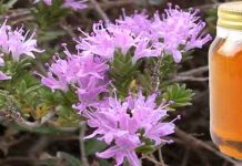 Στο Μικροσκόπιο 10 Ελληνικά Θυμαρίσια Μέλια. Το αποτέλεσμα; Δεν θα το πιστεύετε!