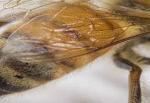 Το λιπόσωμα της μέλισσας