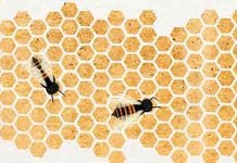 Γιατί οι μέλισσες αγαπούν τα εξάγωνα ;