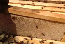 6 Μελισσοκομικοί Χειρισμοί για το Φθινόπωρο