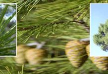 Μελισσοκομικοί χειρισμοί στο πεύκο