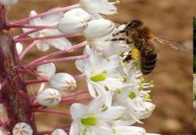 Σφεντούρι / Σκυλοκρέμμυδο (Urginea maritima)
