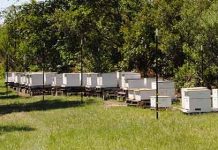 9 Συμβουλές για την σωστή θέση του μελισσοκομείου