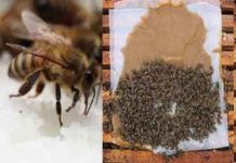 Τροφοδότηση μελισσιών