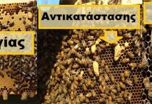 Βασιλικά κελιά σμηνουργίας, αντικατάστασης, ορφάνιας και πώς τα ξεχωρίζουμε.