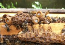 Το Σκοτεινό Μυστικό: Πώς οι Μέλισσες ‘Εκδικούνται’ την Ατελή Βασίλισσα