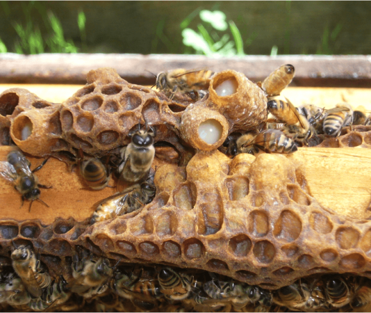 Το Σκοτεινό Μυστικό: Πώς οι Μέλισσες ‘Εκδικούνται’ την Ατελή Βασίλισσα