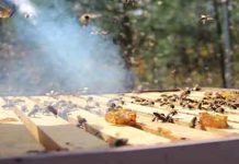 Μελισσοκομικοί χειρισμοί για την πρόληψη εχθρών και ασθενειών
