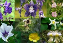 Φυτά που δηλητηριάζουν τις μέλισσες (ΙΙ)