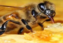 Κομοτηνή: Το καλύτερο μέλι το παράγει η μέλισσα !