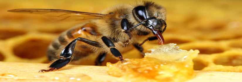 kalutero-meli-melissa