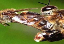 Ο παρεξηγημένος κηφήνας