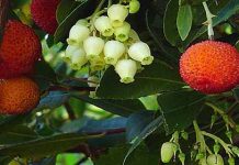 Η Κουμαριά και το μέλι της