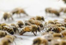 Χρήσιμες Συμβουλές για Αποφυγή Λαθών στην Μελισσοκομία