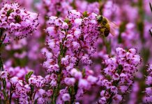 Μέλι Ρείκι ή Ερείκης