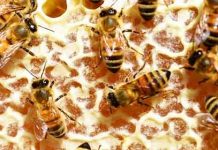 Πόσο μέλι χρειάζεται ένα μελίσσι για ασφαλές ξεχειμώνιασμα ;
