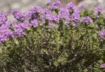 Δρομολογείται η πιστοποίηση του θυμαρίσιου μελιού της Καλύμνου ως διατροφικός θησαυρός