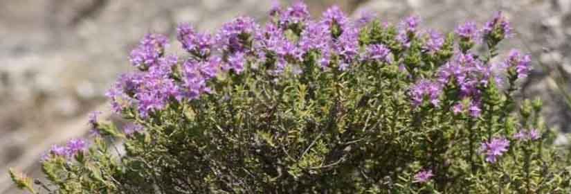 Thymus capitatus
