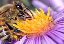 Οι μέλισσες, αντανάκλαση μιας ανώτερης νοημοσύνης