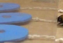 Νέα έρευνα αποδεικνύει ότι οι μέλισσες έχουν υψηλό επίπεδο νοημοσύνης!