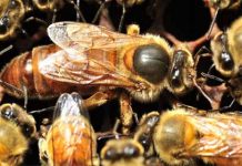 Η θαυμαστή κοινωνία των μελισσών (Ντοκιμαντέρ Μικρού Μήκους)